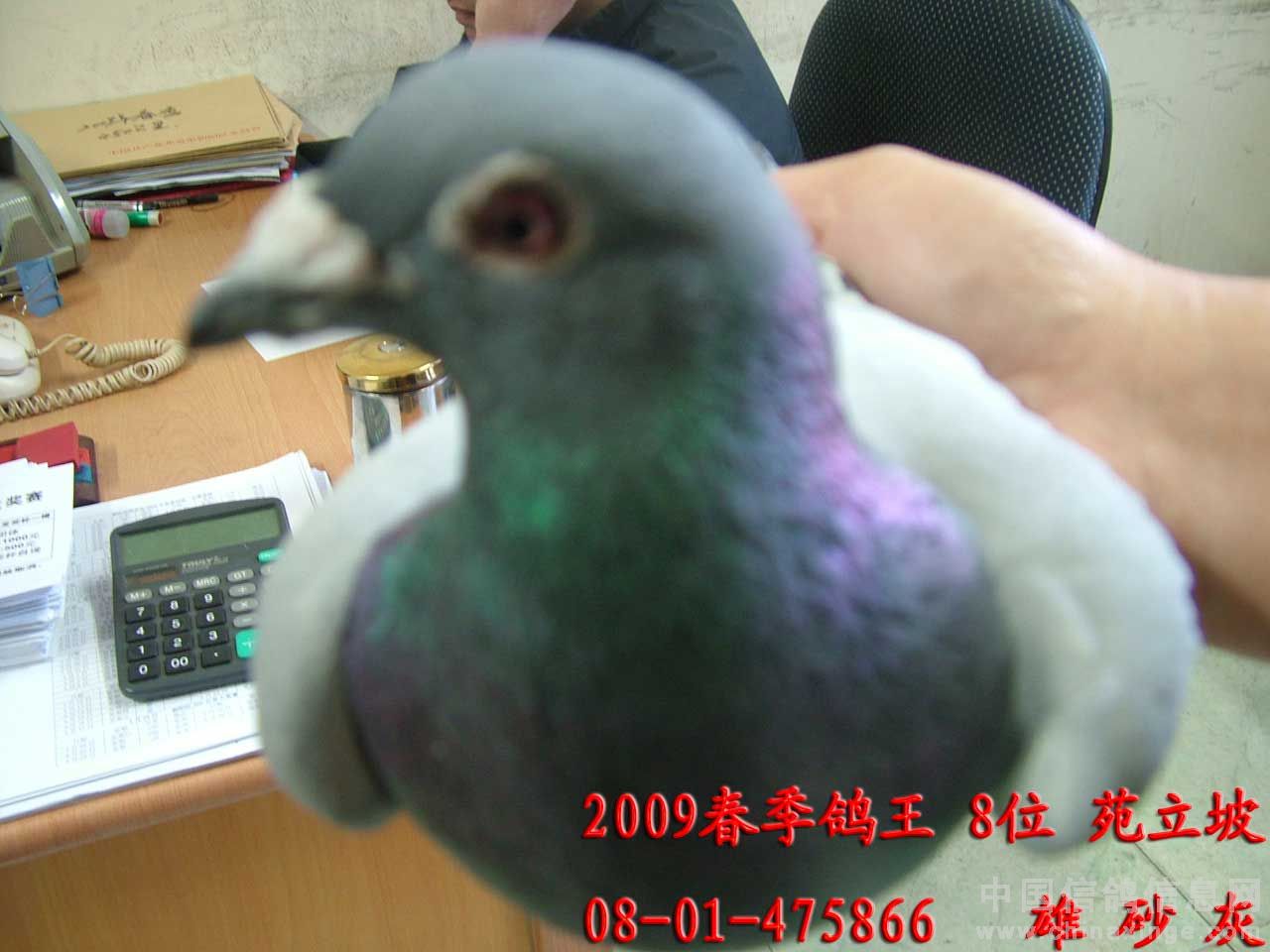 20090505100423969.jpg