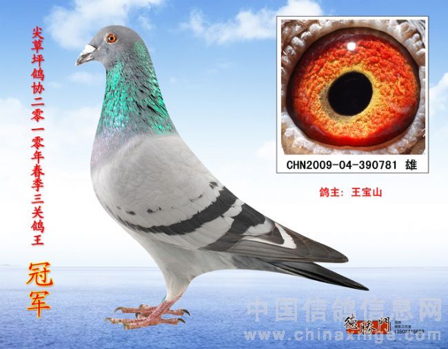 三关鸽王冠军！