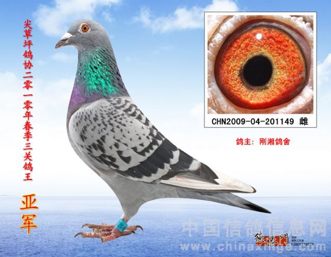 三关鸽王亚军！