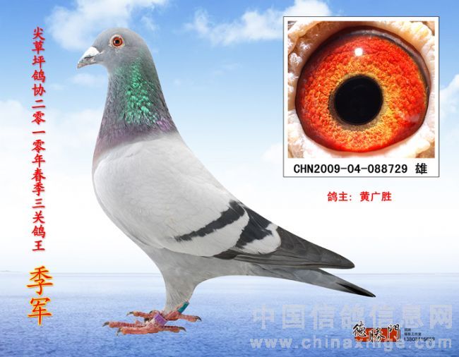 三关鸽王季军！