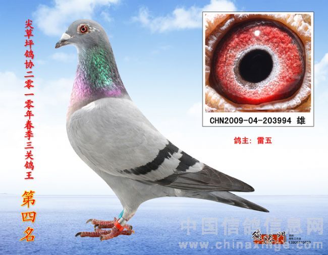 三关鸽王四位！