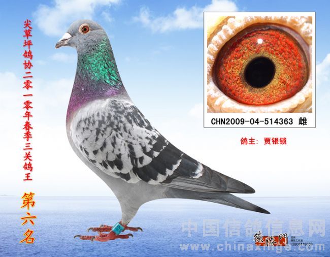 三关鸽王六位！