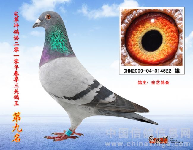 三关鸽王就为！