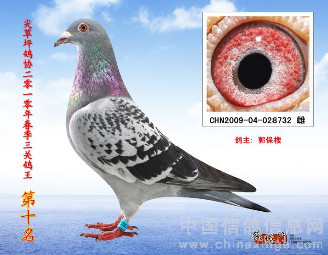 三关鸽王十位！