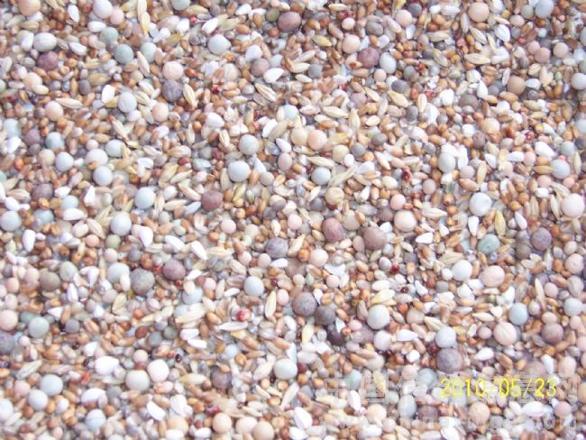 梨树鸽友之家-吉林省四平市梨树县信鸽协会