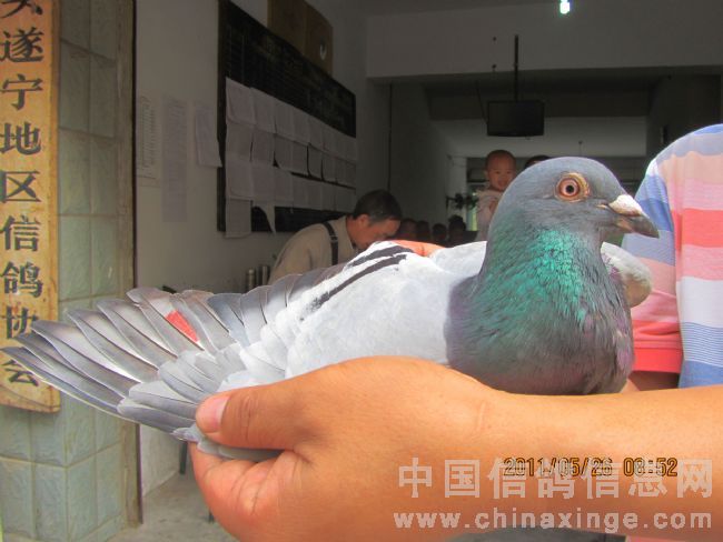 �����ھ������