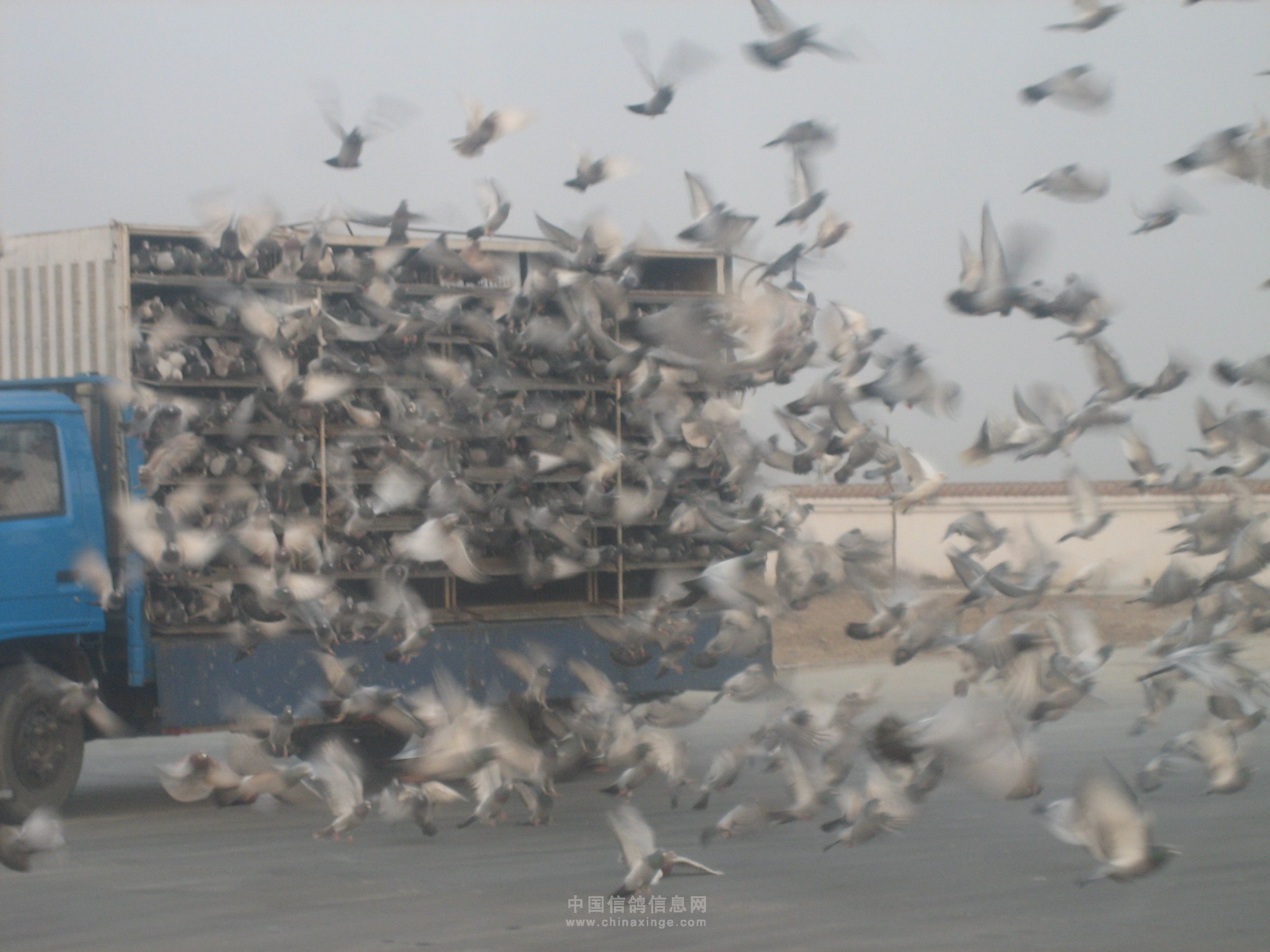 训放照片-中国信鸽信息网