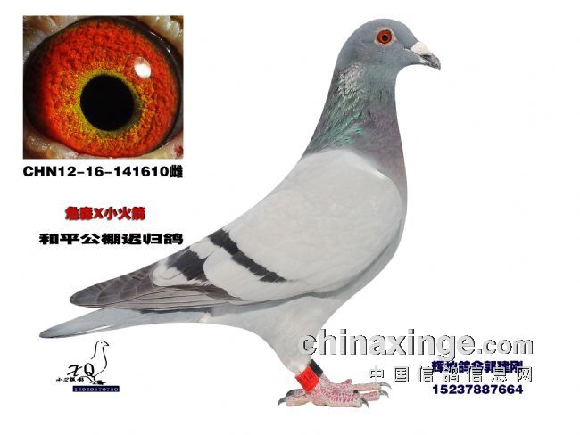 信鸽协会属于什么类别 20121216163329357_s.jpg