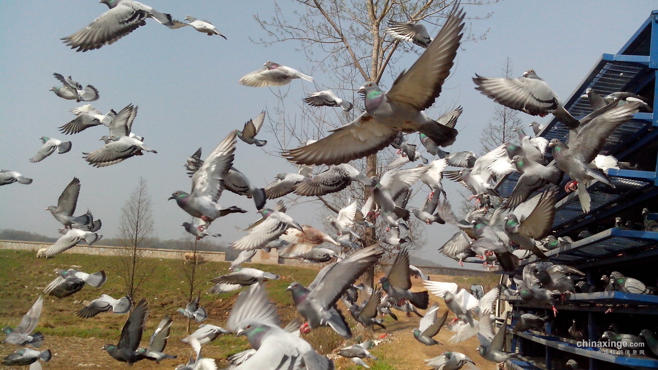 印度蓝鸽画像 库存照片. 图片 包括有 敌意, 题头, 提供, 鸟笼, 公园, 庭院, 栖息, 本质, 羽毛 - 170792206