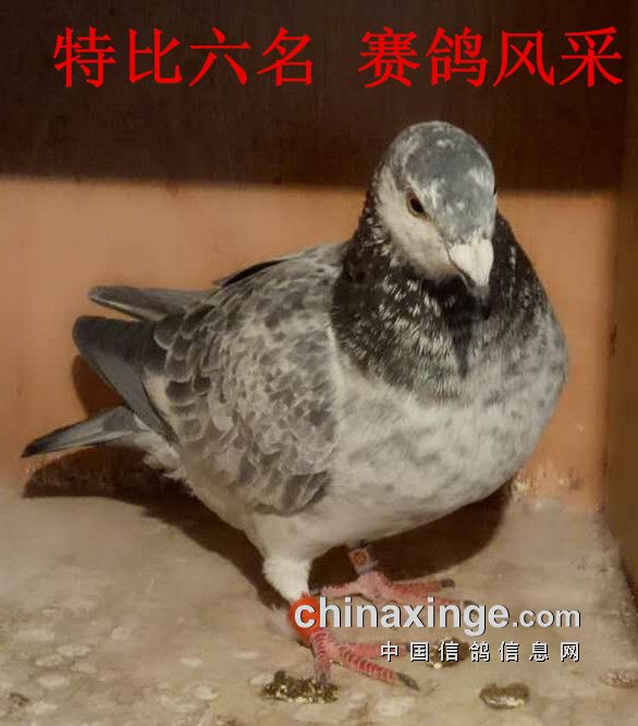 信鸽比赛归巢验鸽视频 20161103164534434.jpg