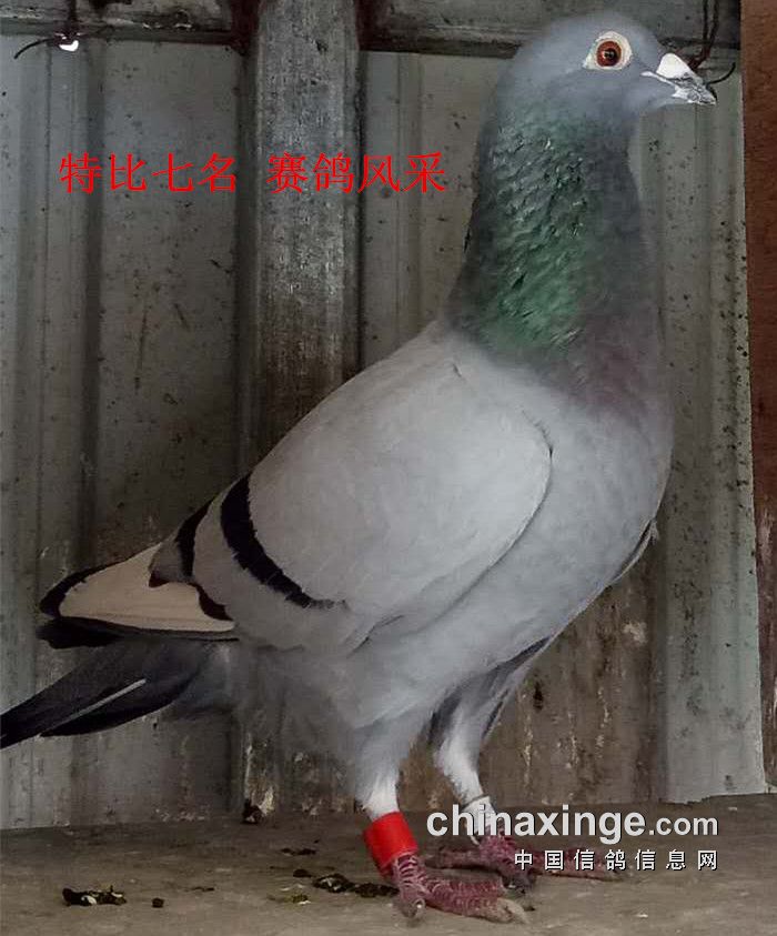 信鸽比赛归巢验鸽视频 20161103164559364.jpg