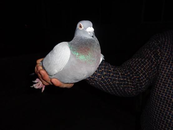 رȻ˫أ300500ۺϵ32016-15-0157172Ұɰ