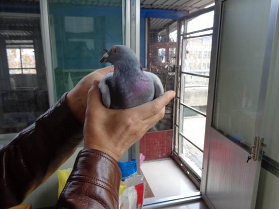 500رȻ102016-15-0157111