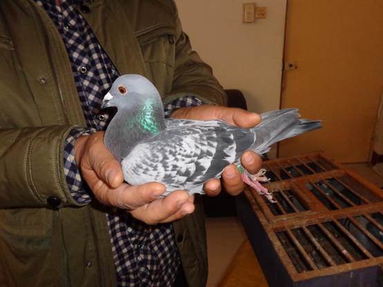 500رȻ822016-15-0157130ۻ꣩