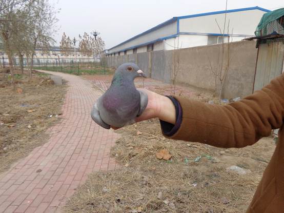 500رȻ62016-15-0157036Ҵƻƣ