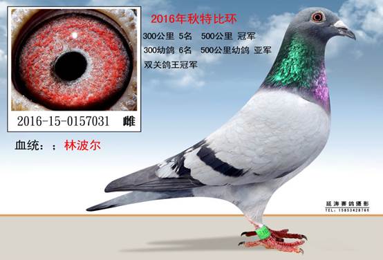 500رȻھ˫ص12016-15-0157031