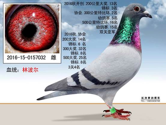 500ر˫ص22016-15-0157032