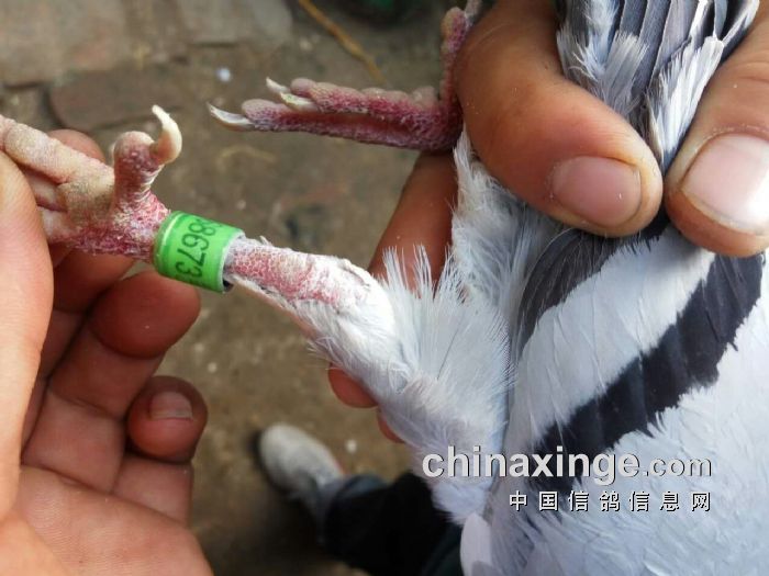 http://gdxh.chinaxinge.com/pic2/201704/20170408084801193_s.jpg