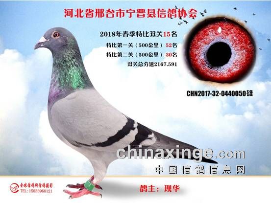 信鸽协会联系方式 20180510134601450031.jpg