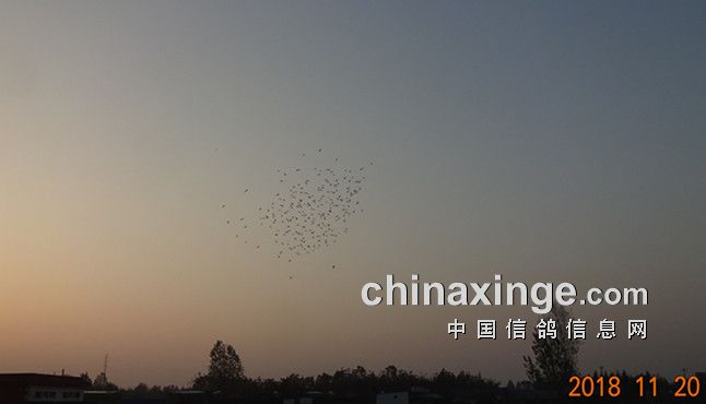 笼短视频剪辑,短视频 剪辑