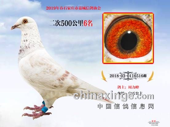 鸽子协会电话号码 20190418091450451018.jpg