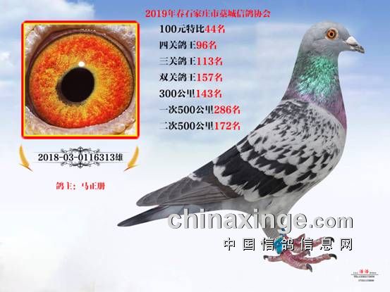 信鸽协会电子会员卡 20190418092922503044.jpg