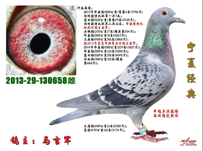 鸽子协会电话号码 20150108002829.png