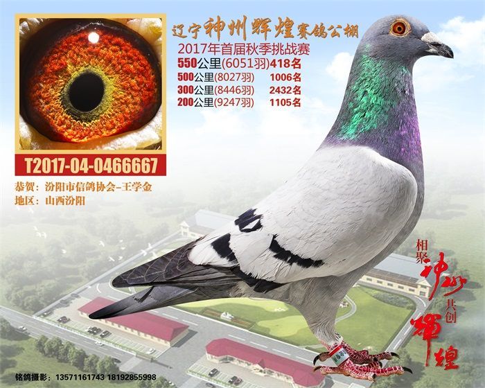 鸽子协会是什么意思 20171208182910.jpg