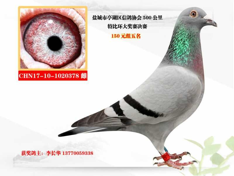 鸽子协会电话号码 20171227173118.jpg
