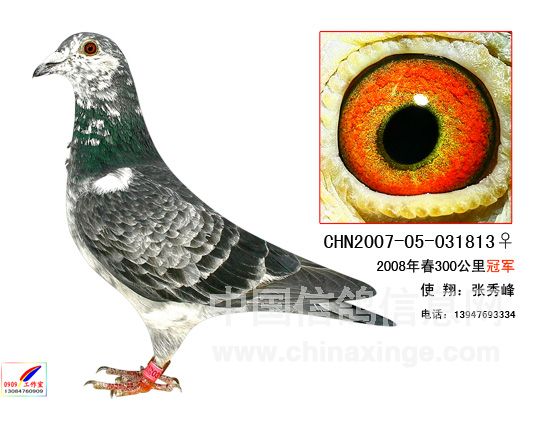 08괺ﱭ300ھ