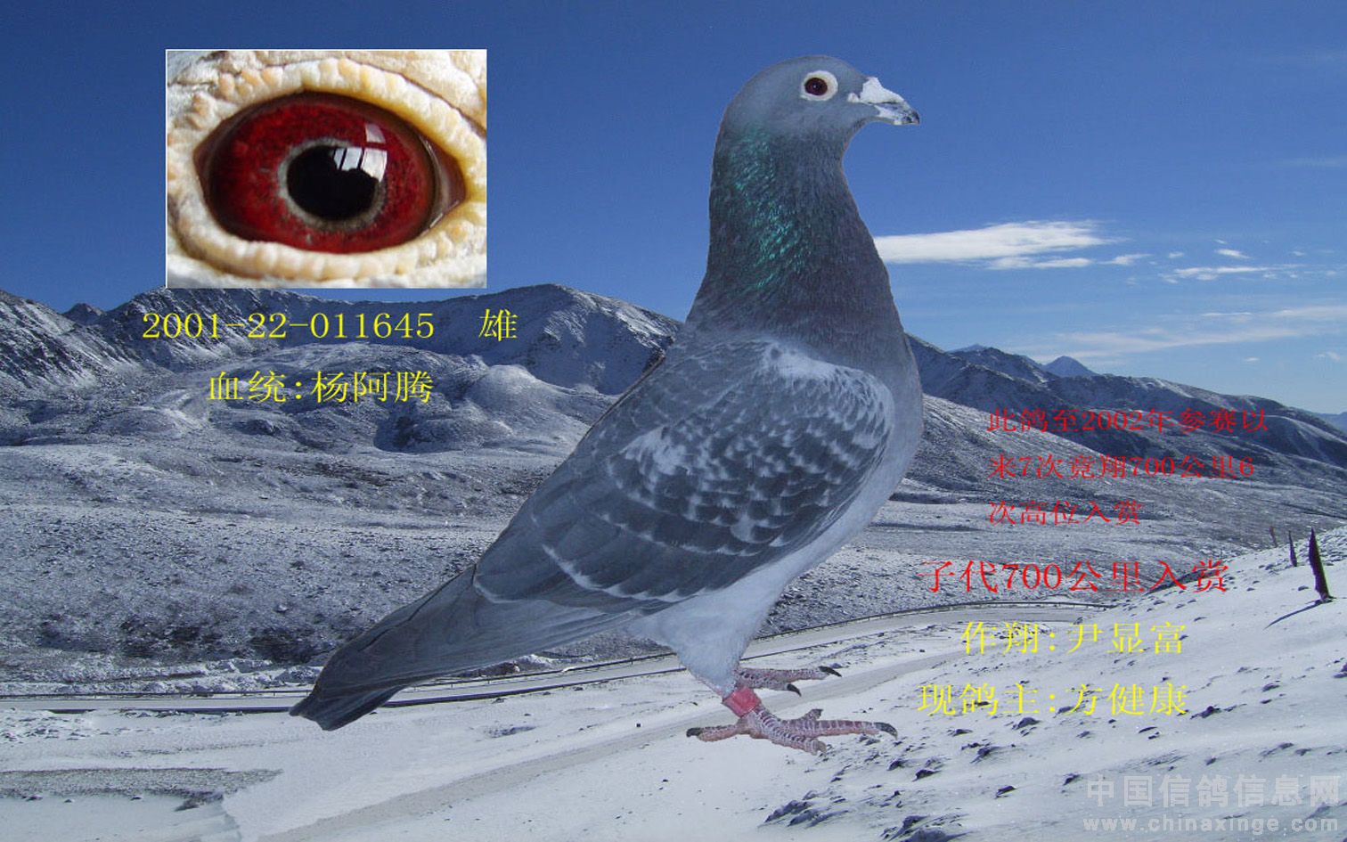 十六幅超级鸽眼的详解-中信网信鸽园地