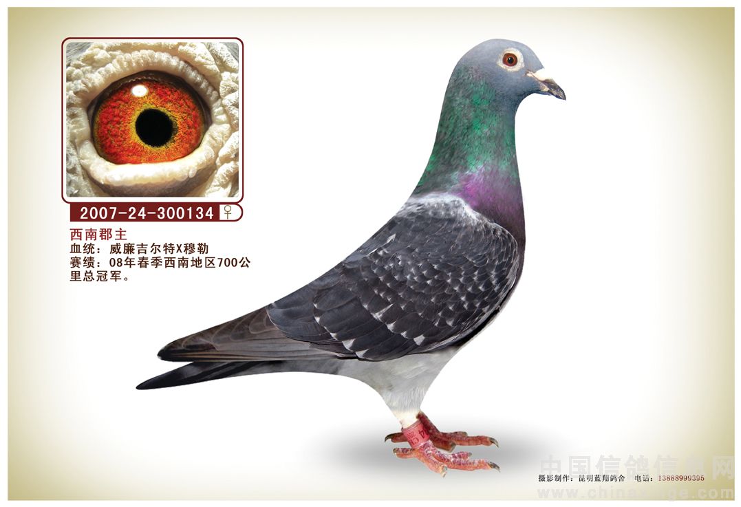 宣威市翔胜鸽舍李万云鸽友部分种鸽鉴赏 - 云南省曲靖宣威市信鸽协会