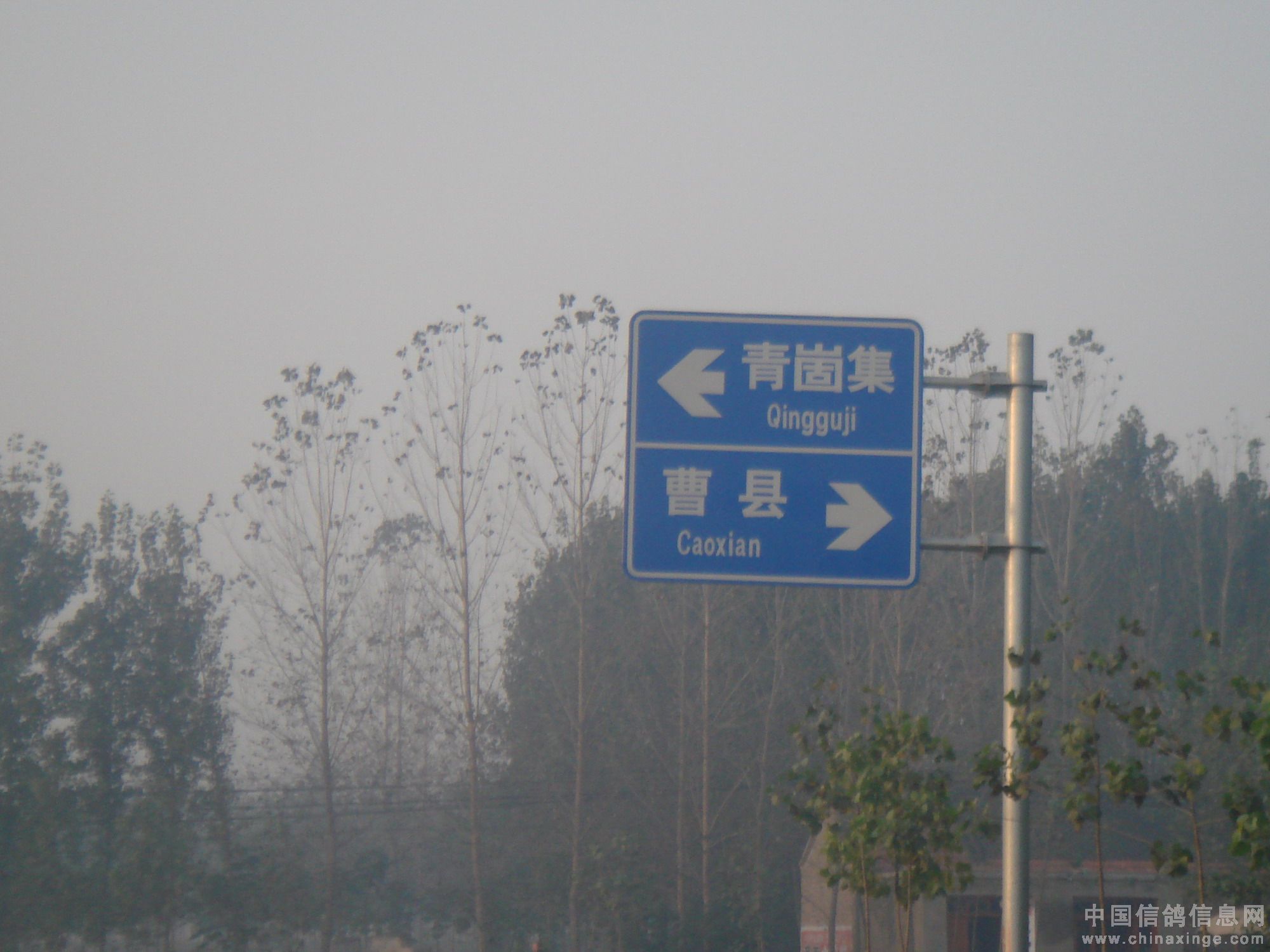 图:下高速后看到的路标左转去青崮集.右转去曹县.