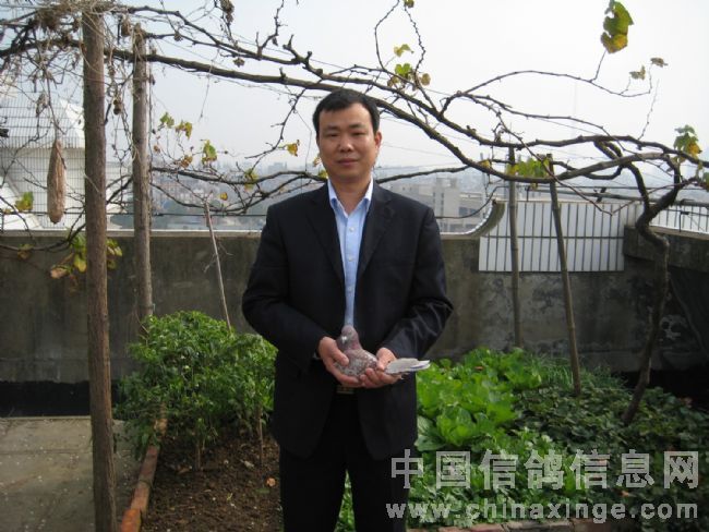 天门鸽协11月20日新乡50元专环成绩前十名得主 - 湖北省天门市信鸽