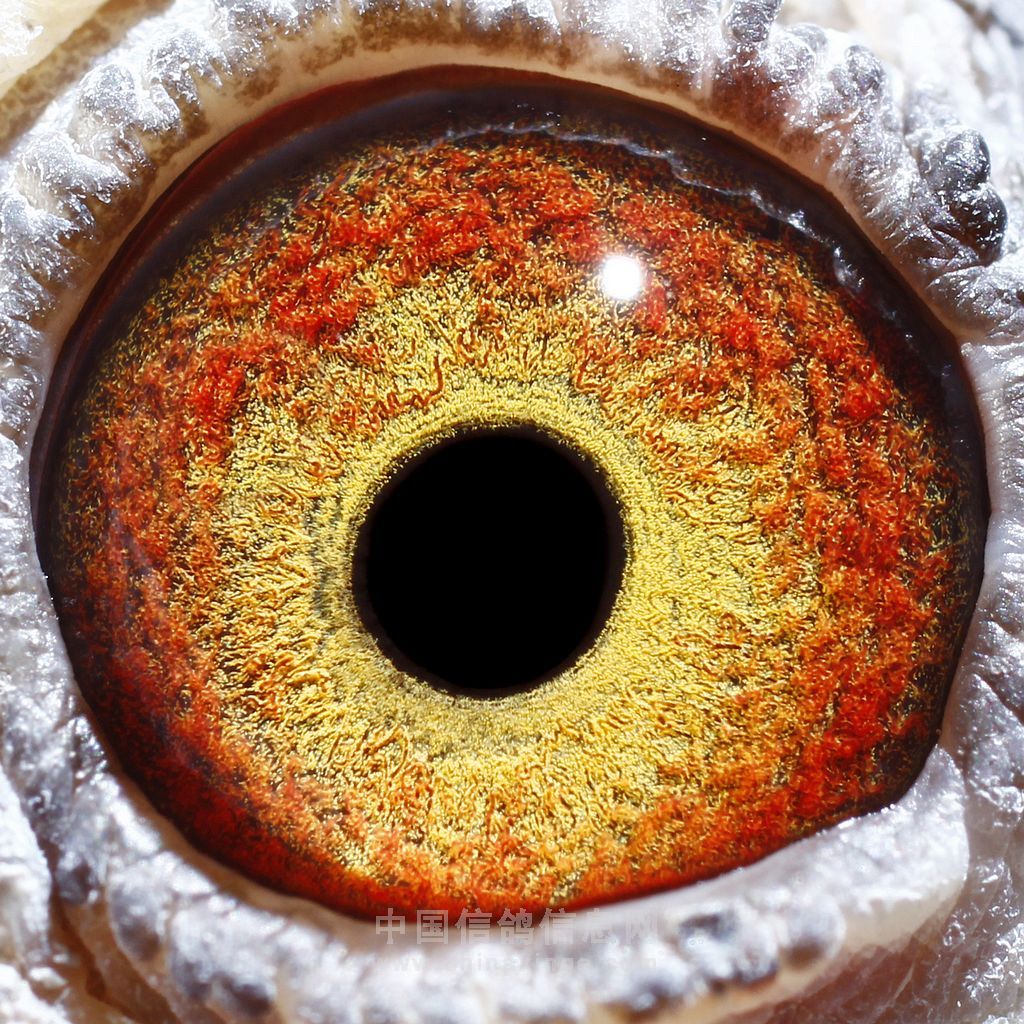 西安鸽协首场赛事冠军欣赏(图)