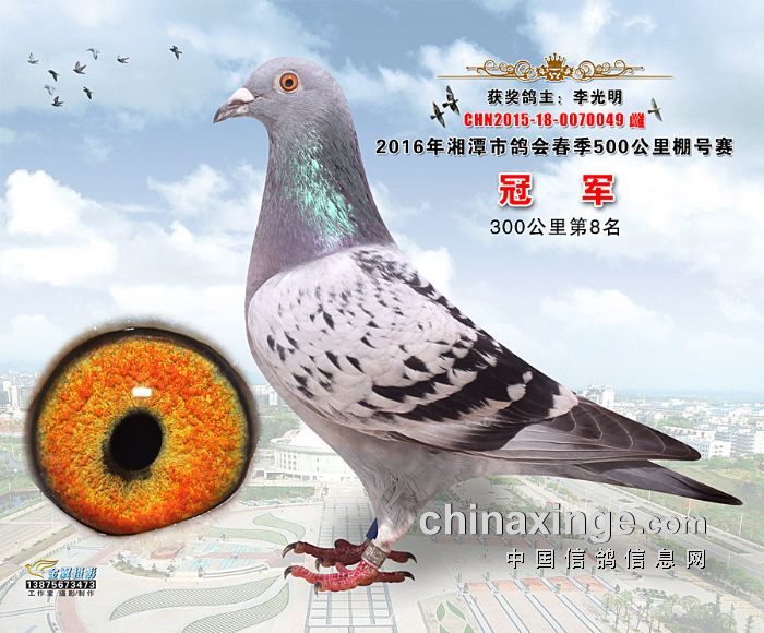 信鸽协会