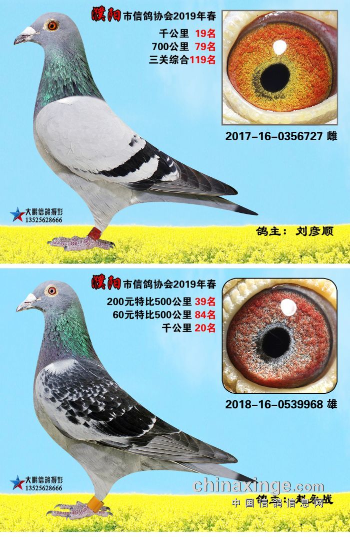 2019年春千公里获奖鸽照片 - 河南省濮阳市信鸽协会 - 中信网各地信鸽