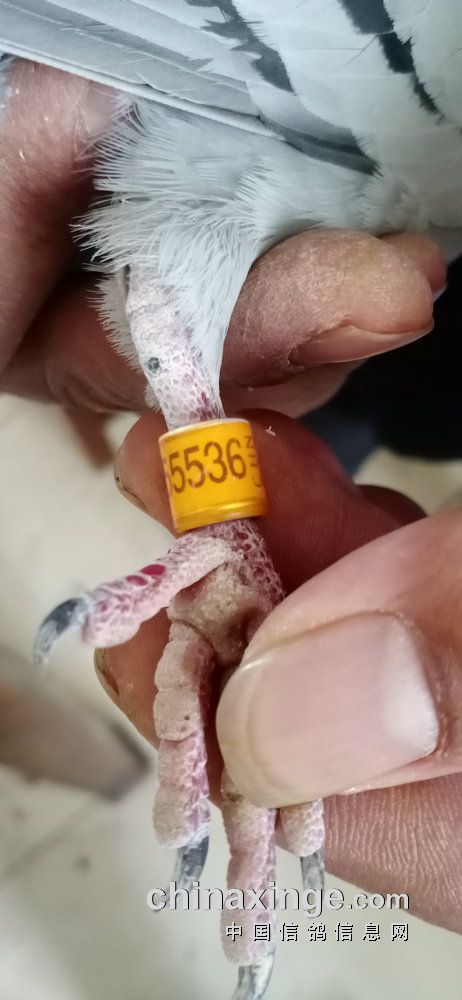 3001296王爱军19-03-1055536雄黄灰2001707速翔鸽舍19-03-1011777雄黄