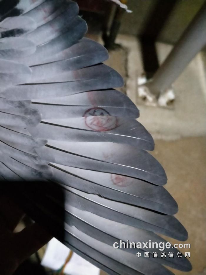 2020年500公里特比环第一关前十名风采二