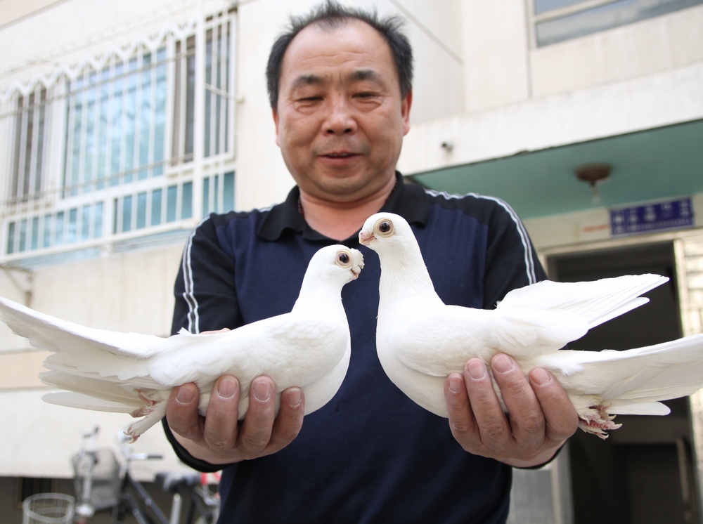 北京观赏鸽协会会长图片