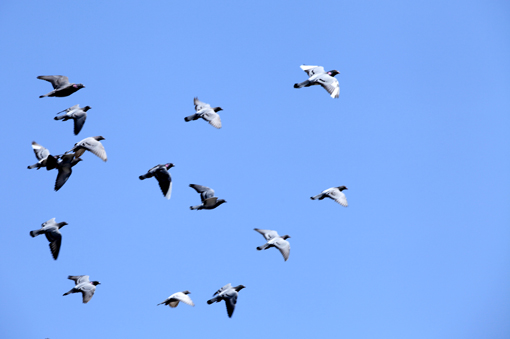 安顺市西秀新区信鸽协会