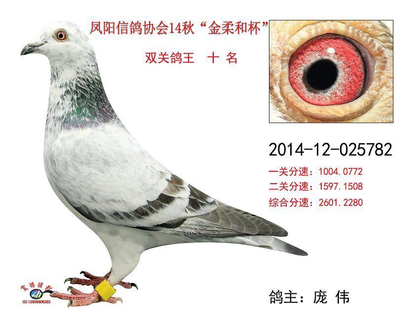 安徽省滁州市凤阳县信鸽协会