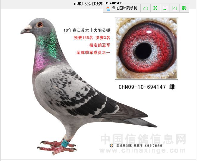奖鸽欣赏