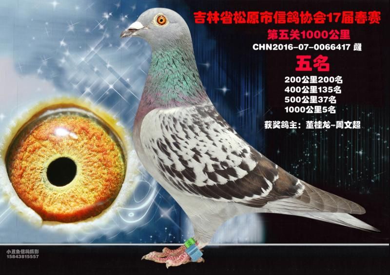 千公里成绩鸽