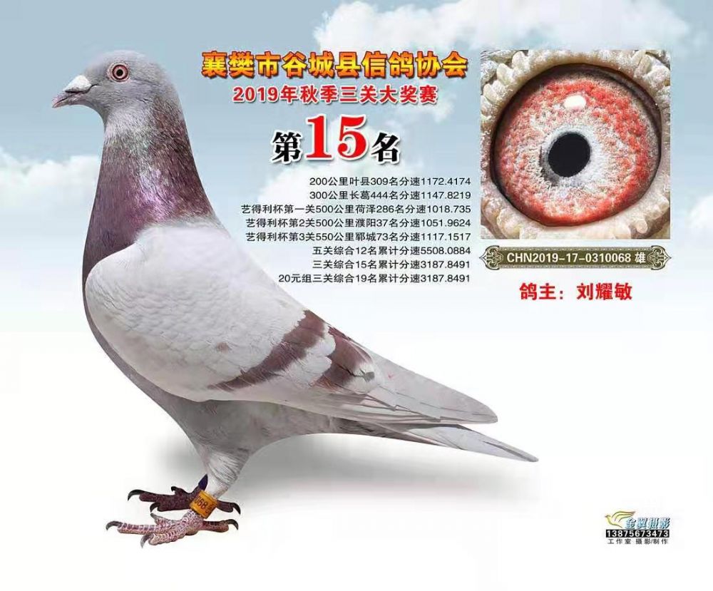 2019年秋赛获奖鸽